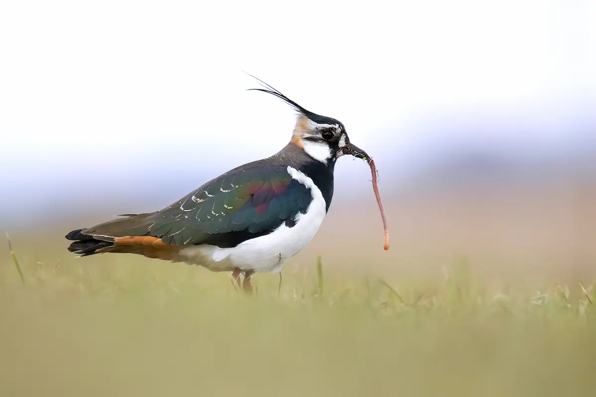 Ritratto di specie: la Pavoncella