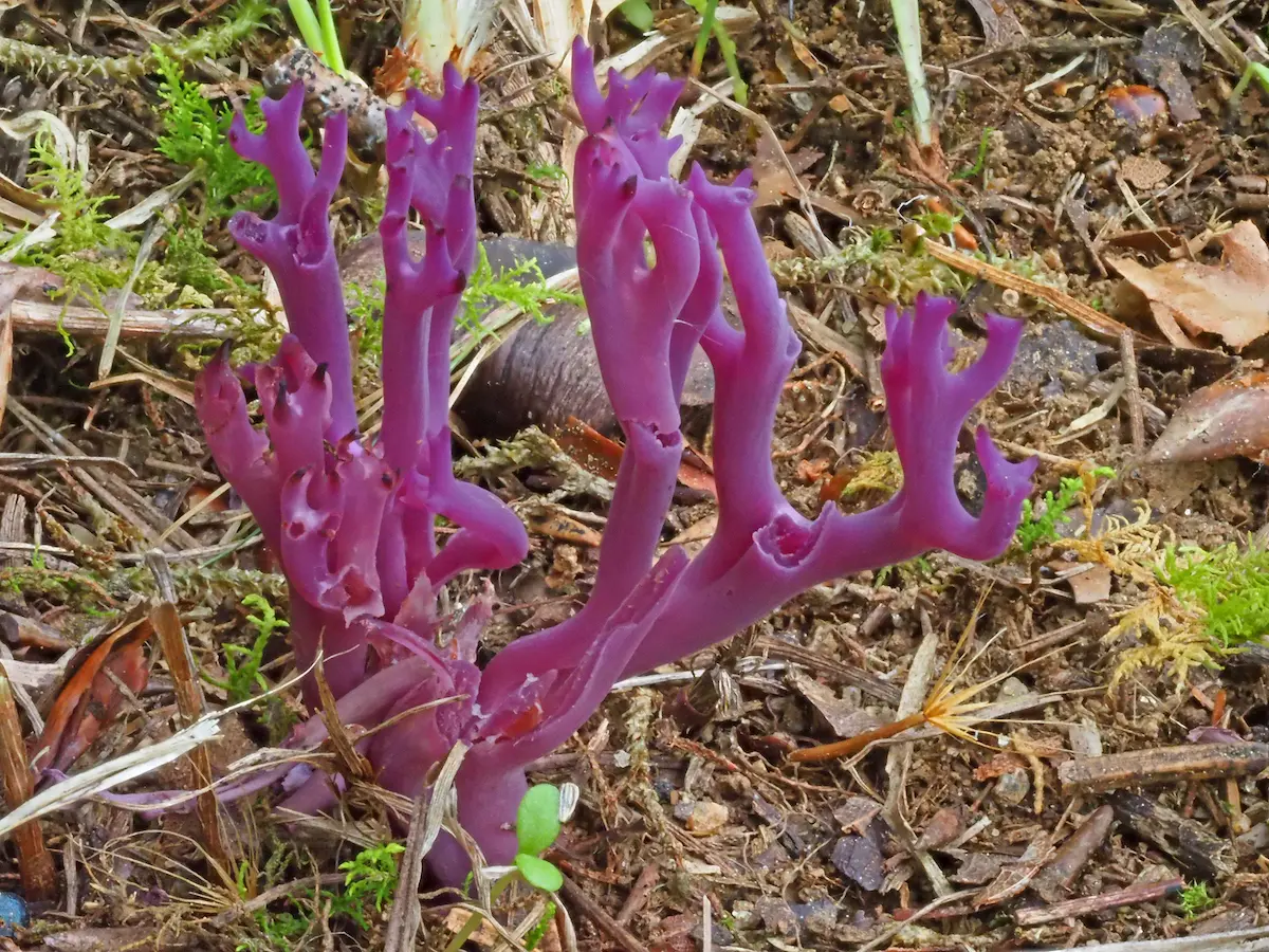 Artenportrait: Amethystfarbene Wiesenkoralle (Clavaria Zollingeri)