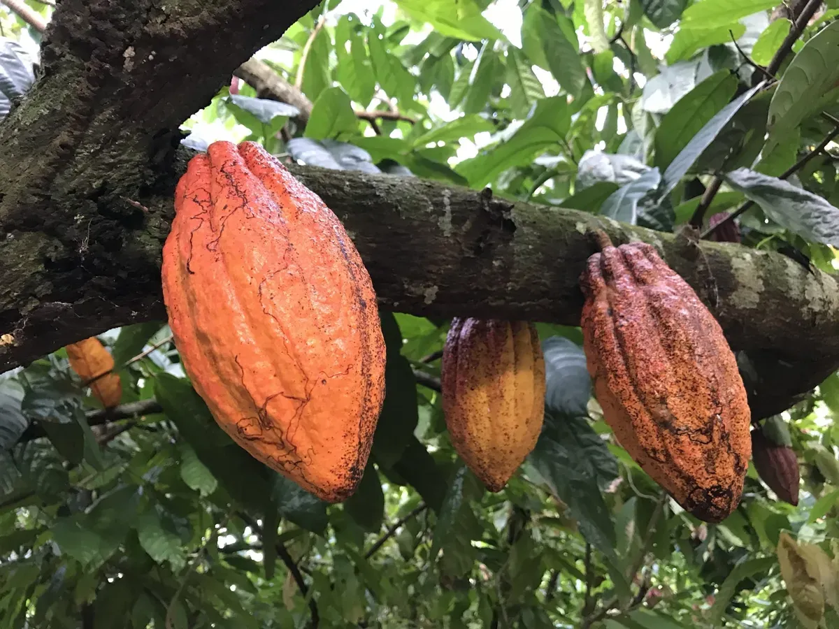 La situazione della coltivazione sostenibile del cacao