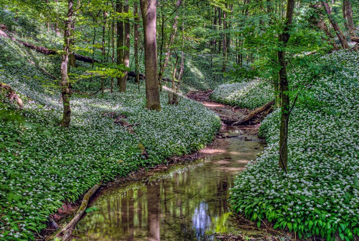 La natura in città: Vienna verde