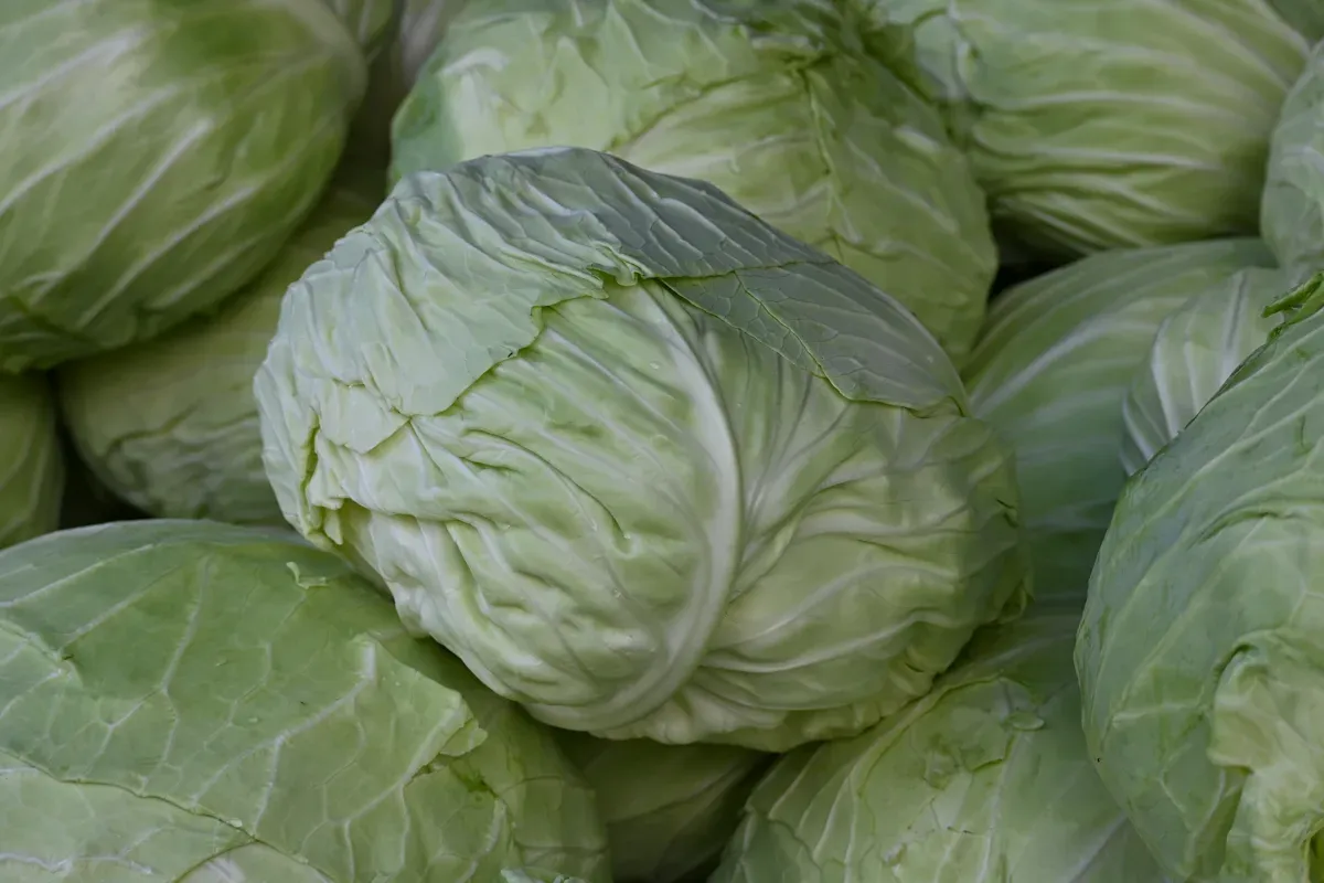 Auch das einst hochgeschätzte, inzwischen extrem seltene „Ismaninger Kraut“, ein „Arche Passagier“ von Slow Food, wird an der Glentleiten angebaut. Ihm haben wir ein Portrait unter „Sorten und Rassen“ gewidmet.