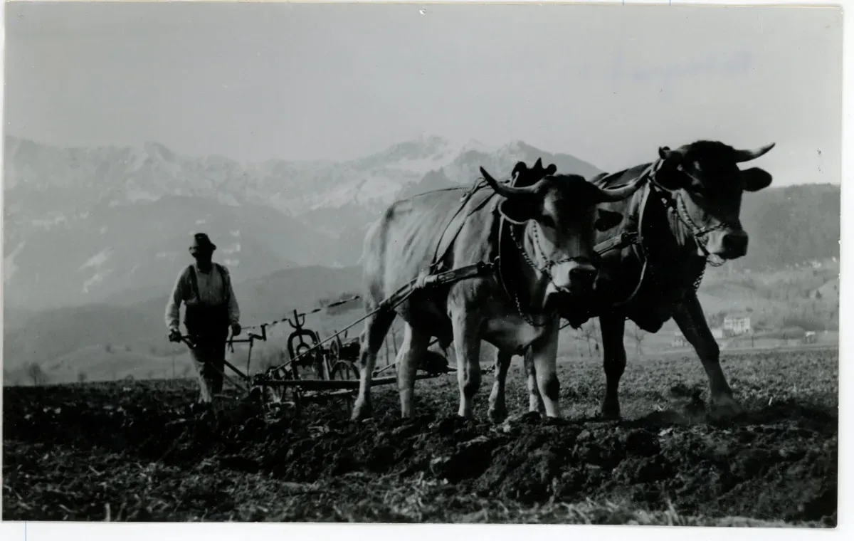 Wiesenumbruch in der Egartfläche im Loisach-Kochel-Moos mit Murnau-Werdenfelser Ochsen, um 1930