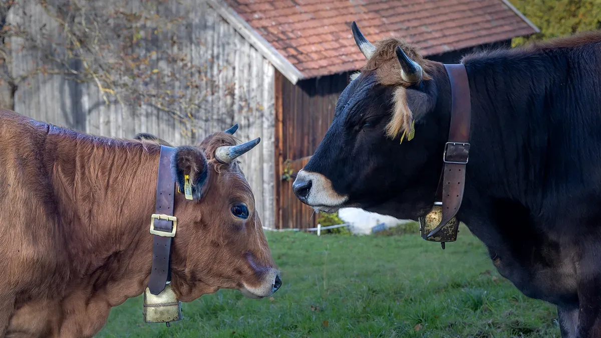 Im Sommerhalbjahr grasen auf den Weiden des Museums Murnau-Werdenfelser Rinder eines Bauern aus der Region