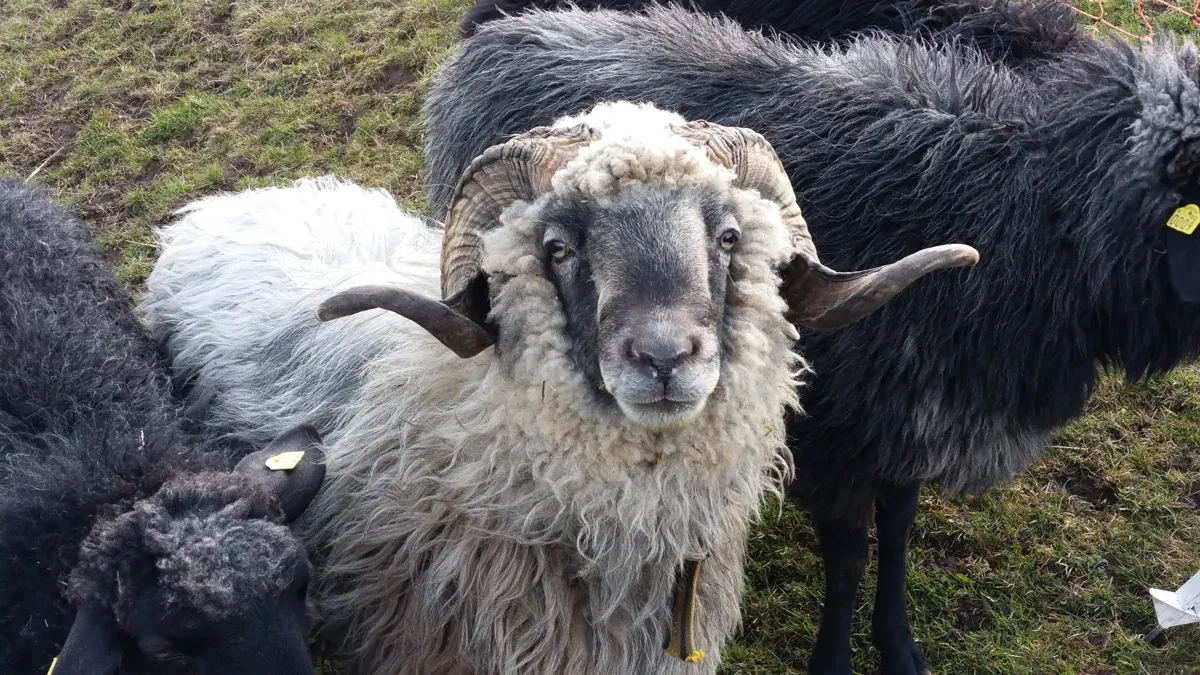 Rassetypischer Bock des Alpinen Steinschafs mit Schneckenhorn