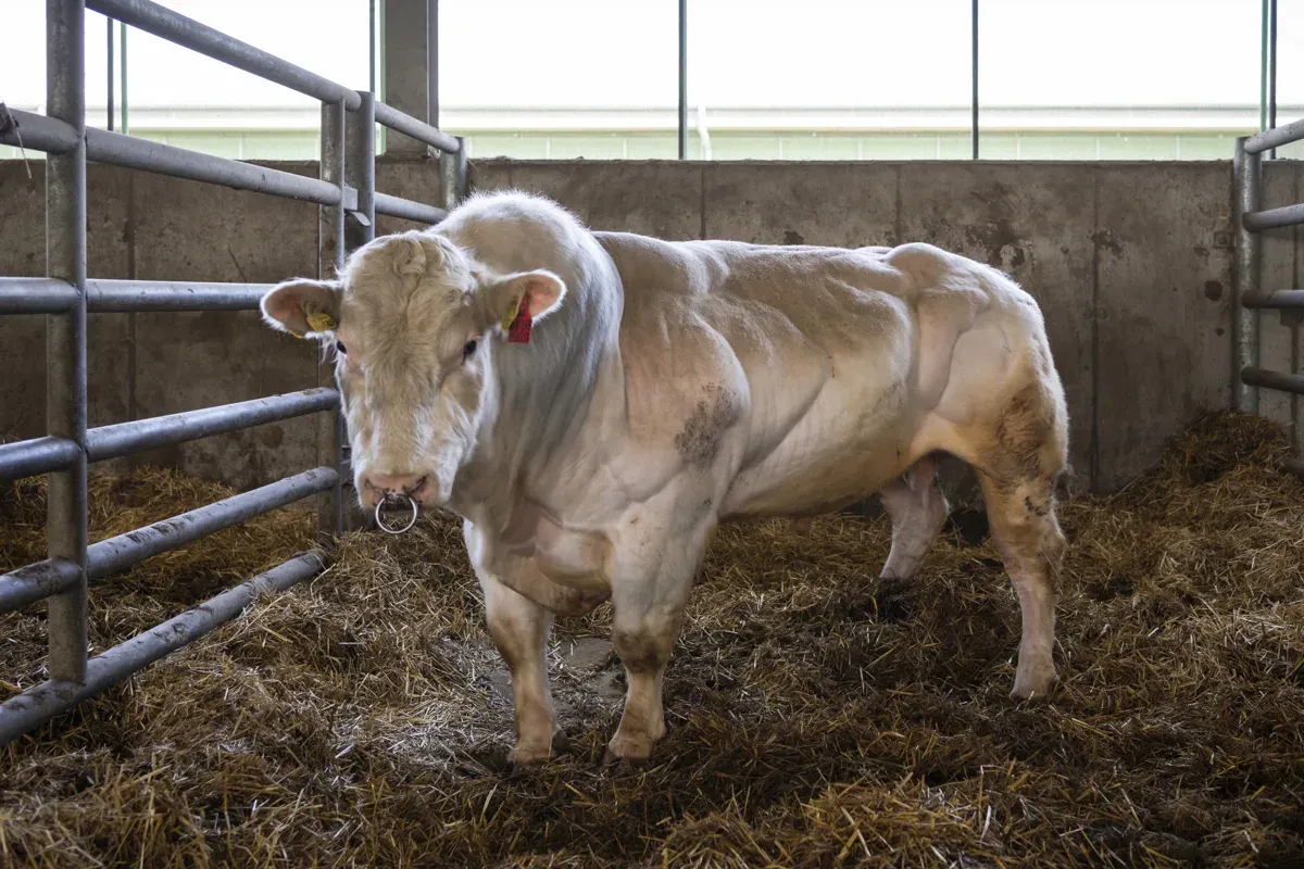 Tierzucht auf die Spitze getrieben: Zuchtbulle der Fleisch-Rasse „British Blue“