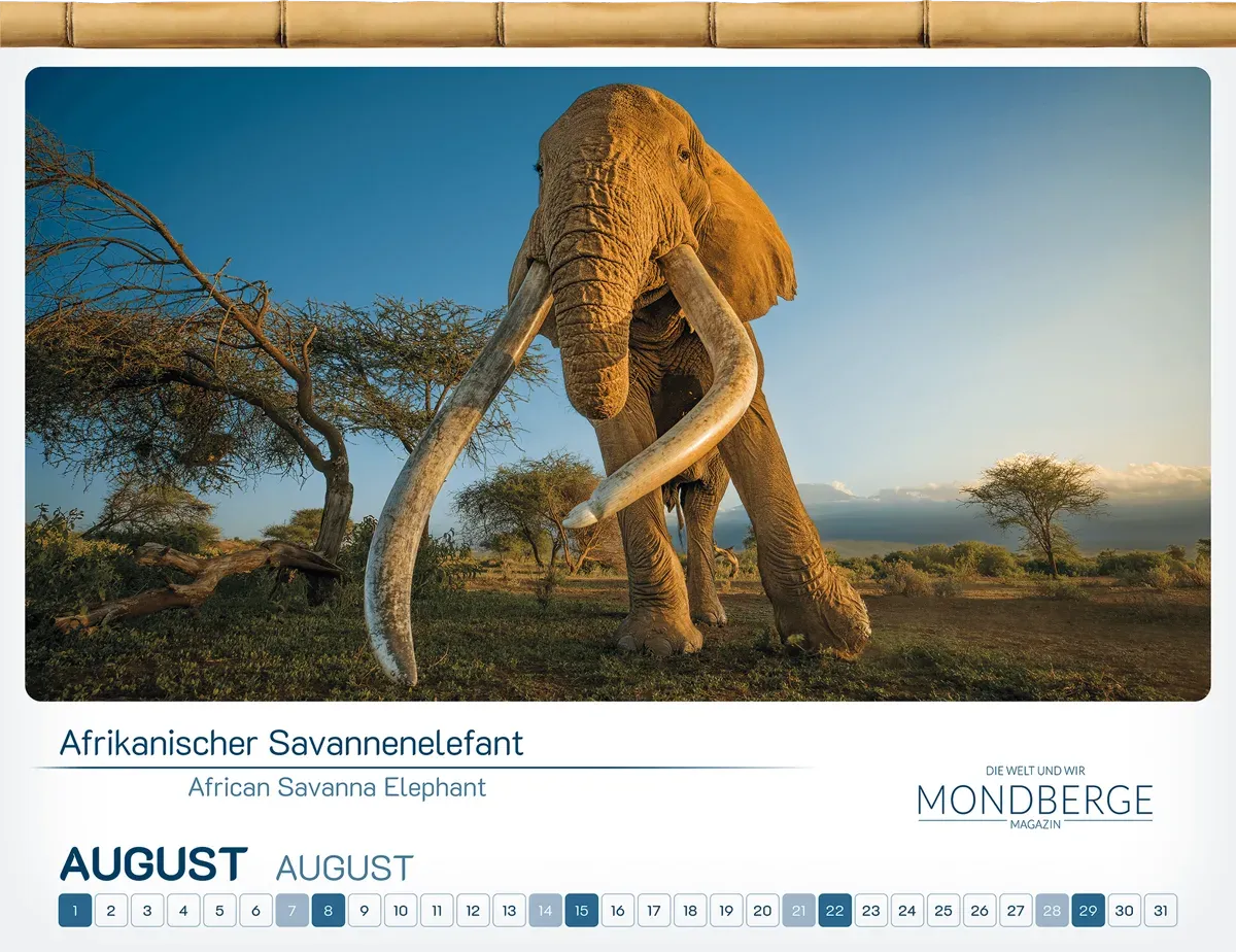 Dem legendären Elefanten „Craig“ ist das August-Kalenderblatt gewidmet