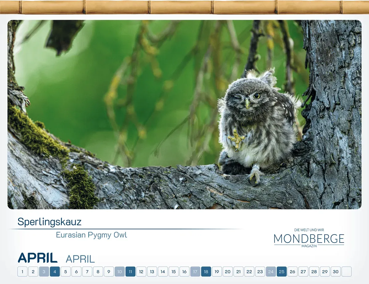 Im April blinzelt uns ein Käuzchen zu.