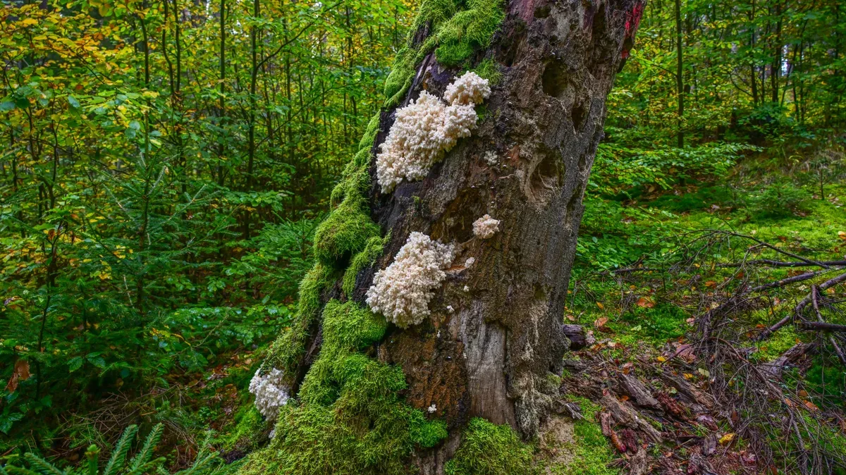 Der ästige Stachelbart, der zu den Korallen-Pilzen zählt, hat eine weitere abgestorbene Buche erobert