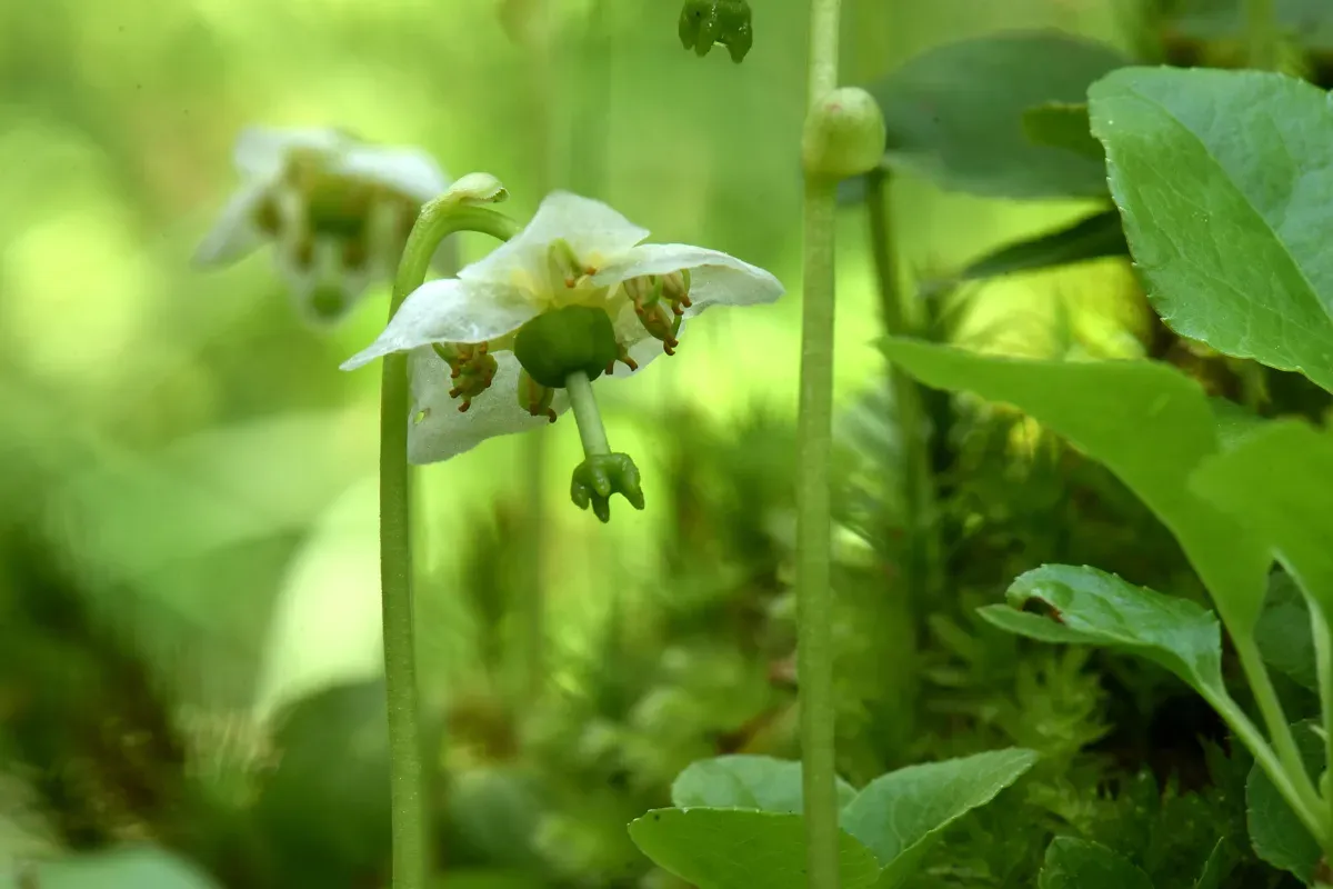 Eine seltene Entdeckung: das Kleinblütige Moosauge