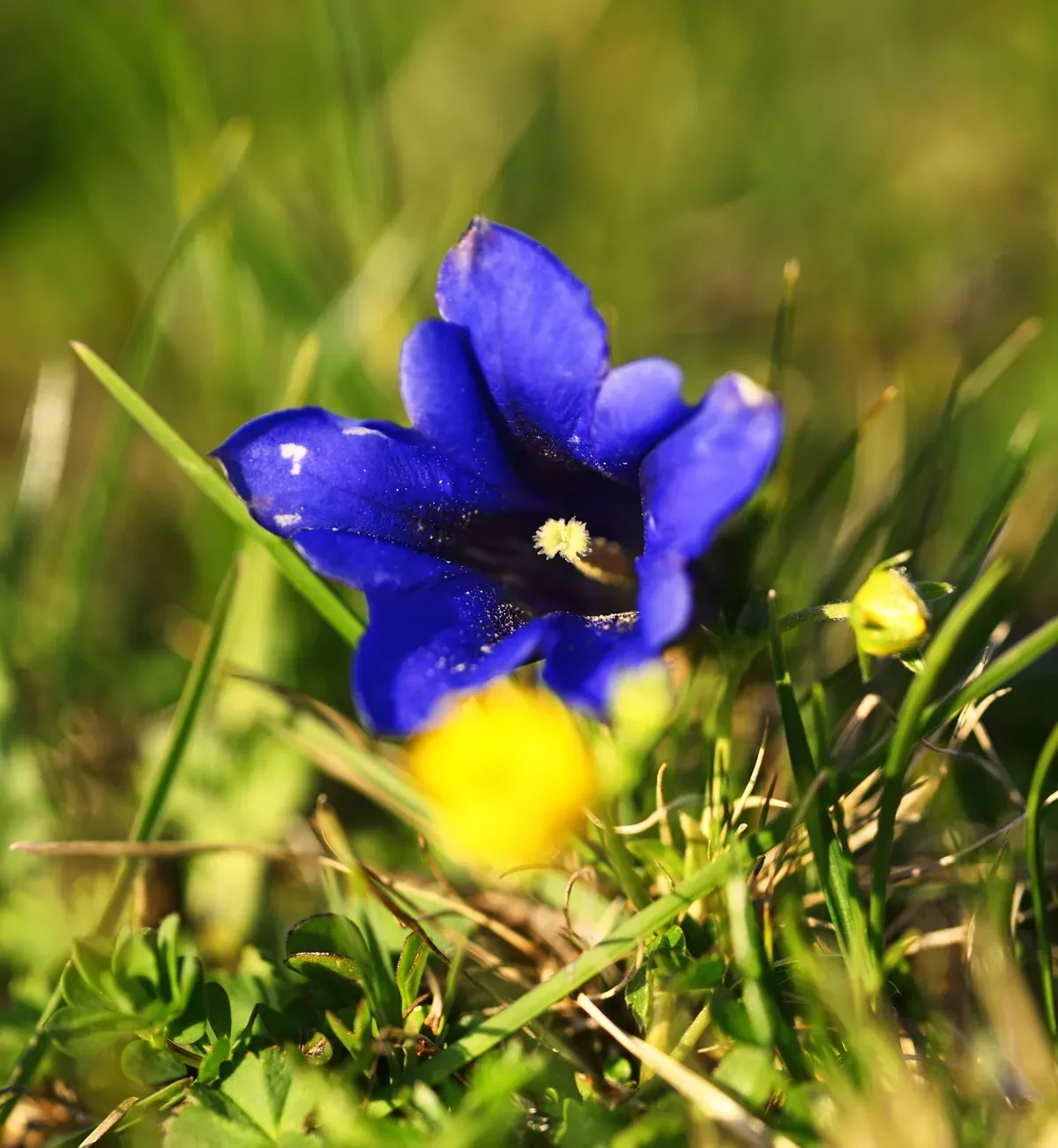 Enzian am Wegesrand. Der berühmte Schnaps, eine Spezialität der bayerischen Alpenregionen stammt jedoch nicht von den blauen Arten, sondern wird aus den Wurzeln des gelben Namensvetters destilliert.