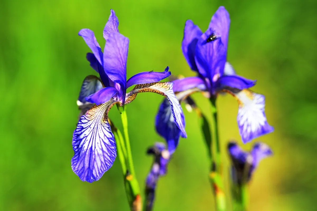 Botanisches Highlight in den Moorflächen: die sibirische Schwertlilie