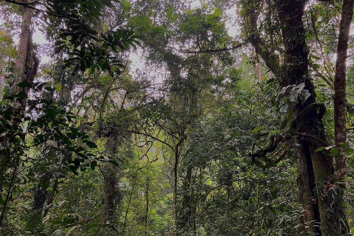 Der Weg führt durch einen großartigen Regenwald mit üppiger Vegetation.