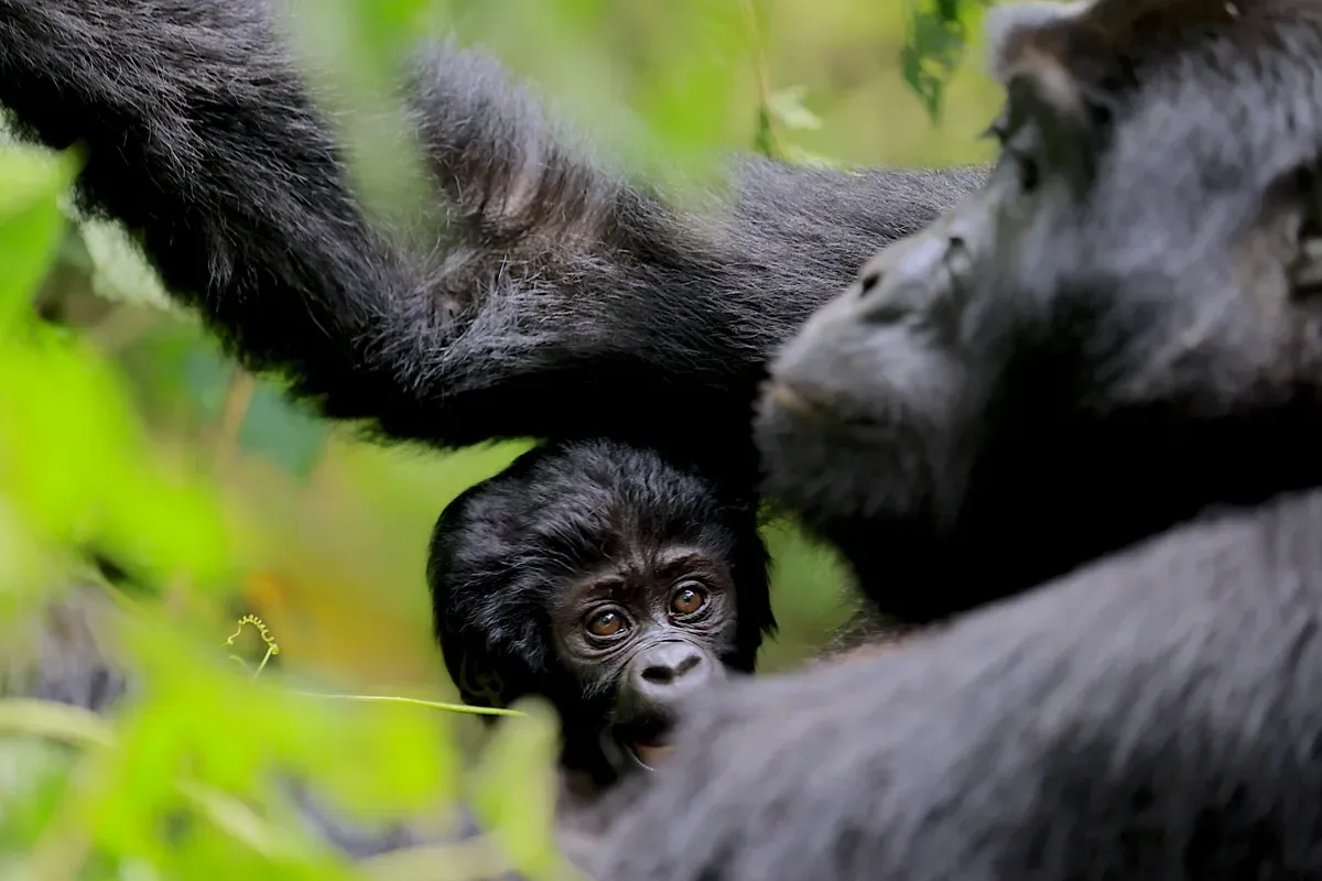 Das Gorilla-Baby blickt unter dem Arm seiner Mutter hervor.