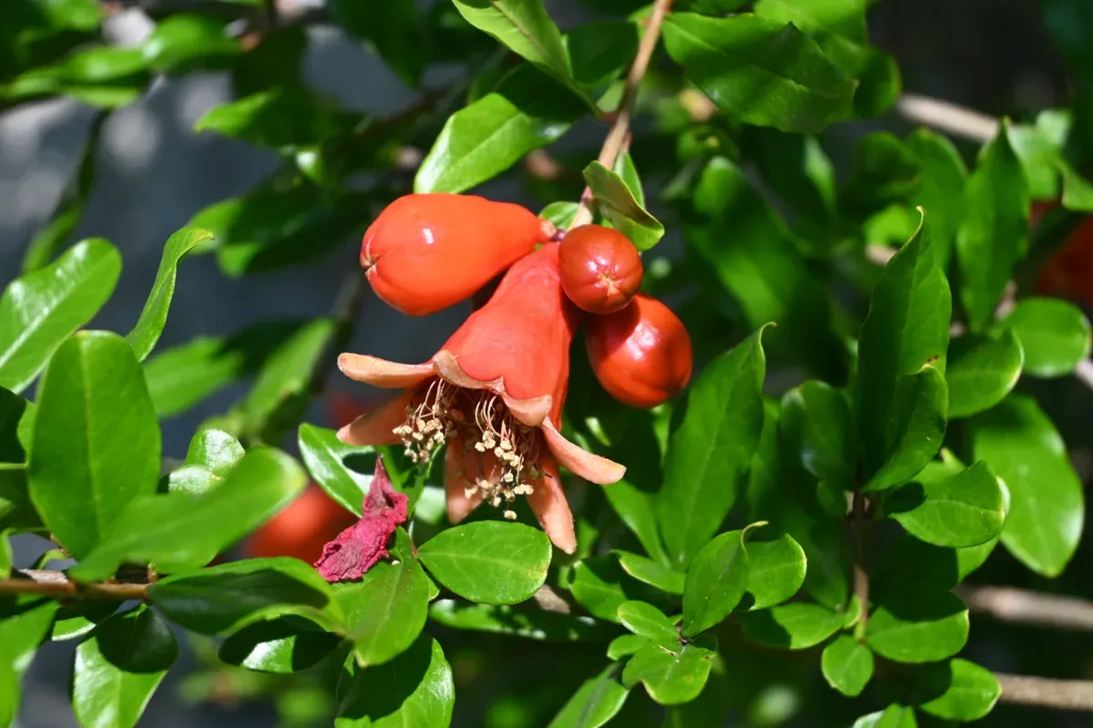 Auch der Granatapfel gedeiht bestens an seinem sonnigen Standort