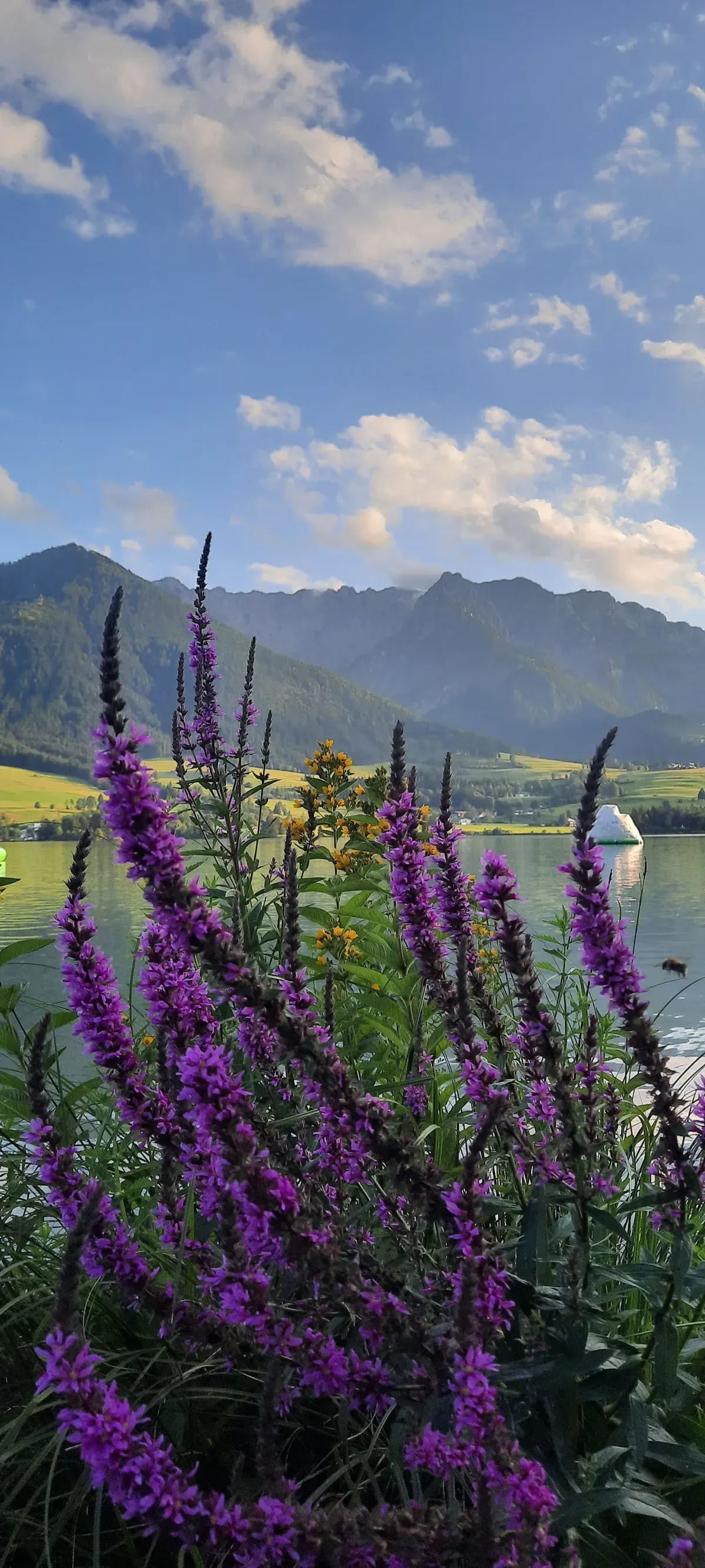 Blütenpracht vorm See und dem Zahmen Kaiser